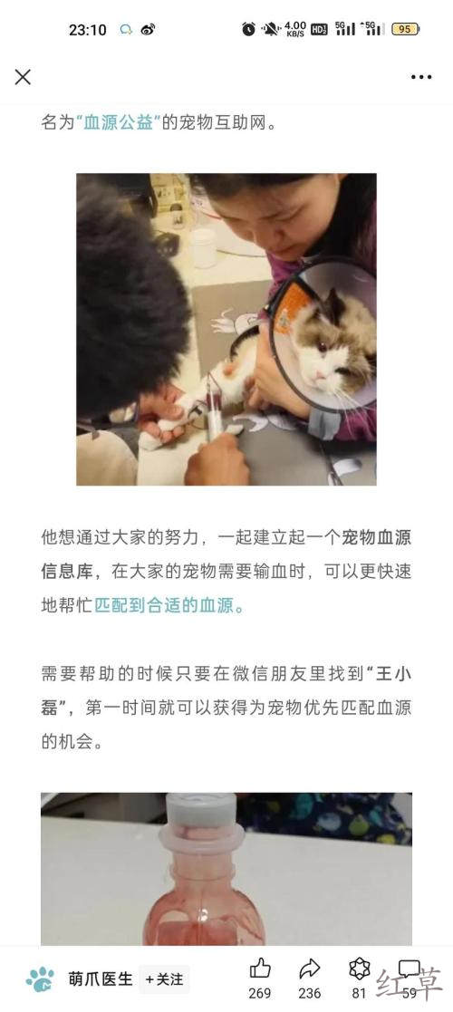 宠物献血主人是非常舍得为宠物花钱的