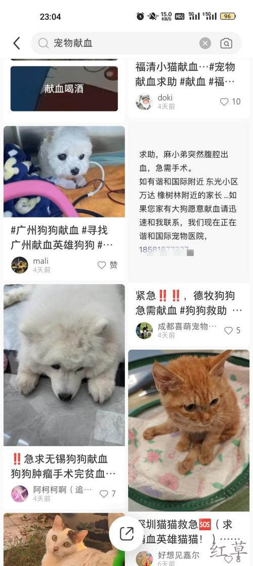 宠物献血主人是非常舍得为宠物花钱的