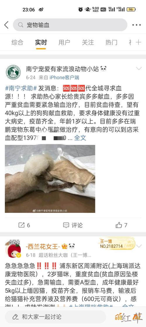 宠物献血主人是非常舍得为宠物花钱的