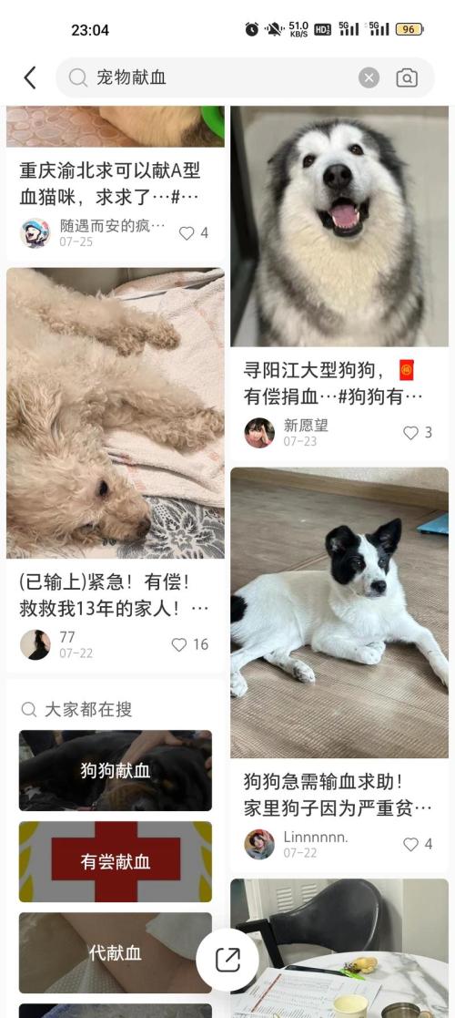 宠物献血主人是非常舍得为宠物花钱的