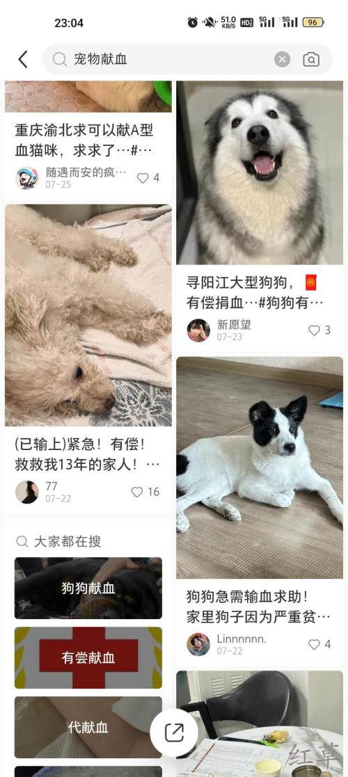 宠物献血主人是非常舍得为宠物花钱的