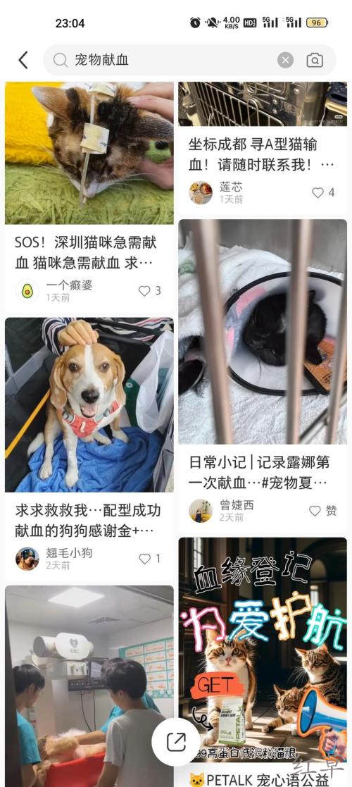 宠物献血主人是非常舍得为宠物花钱的