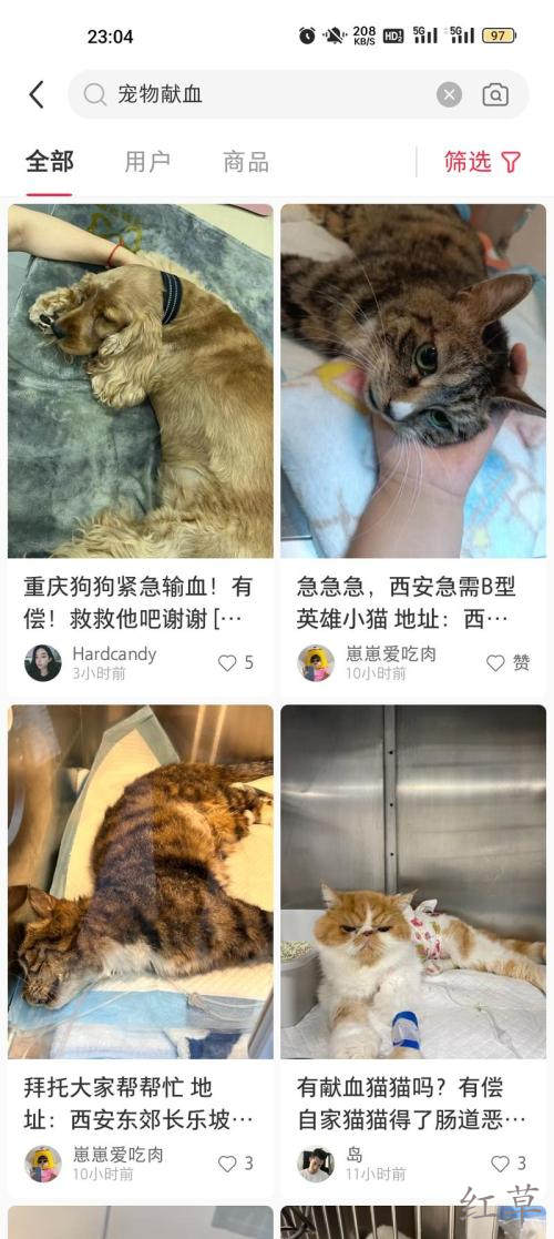 宠物献血主人是非常舍得为宠物花钱的