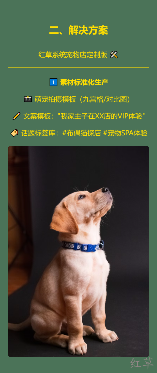 🐾【宠物店如何让顾客主动晒宠物照片？3步打造UGC流量引擎】✨